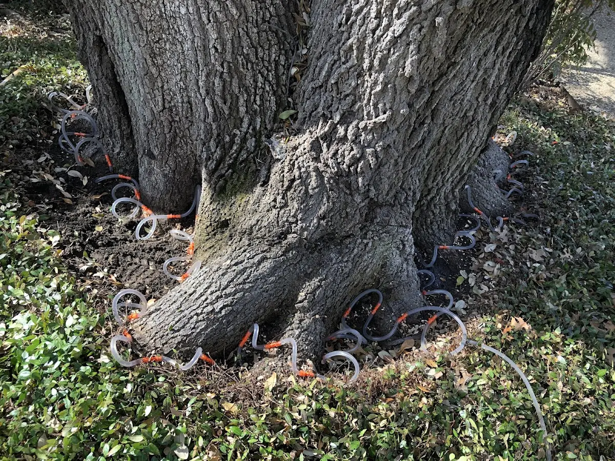 Detailed Shrub and Hedge Trimming job site in Bloomville