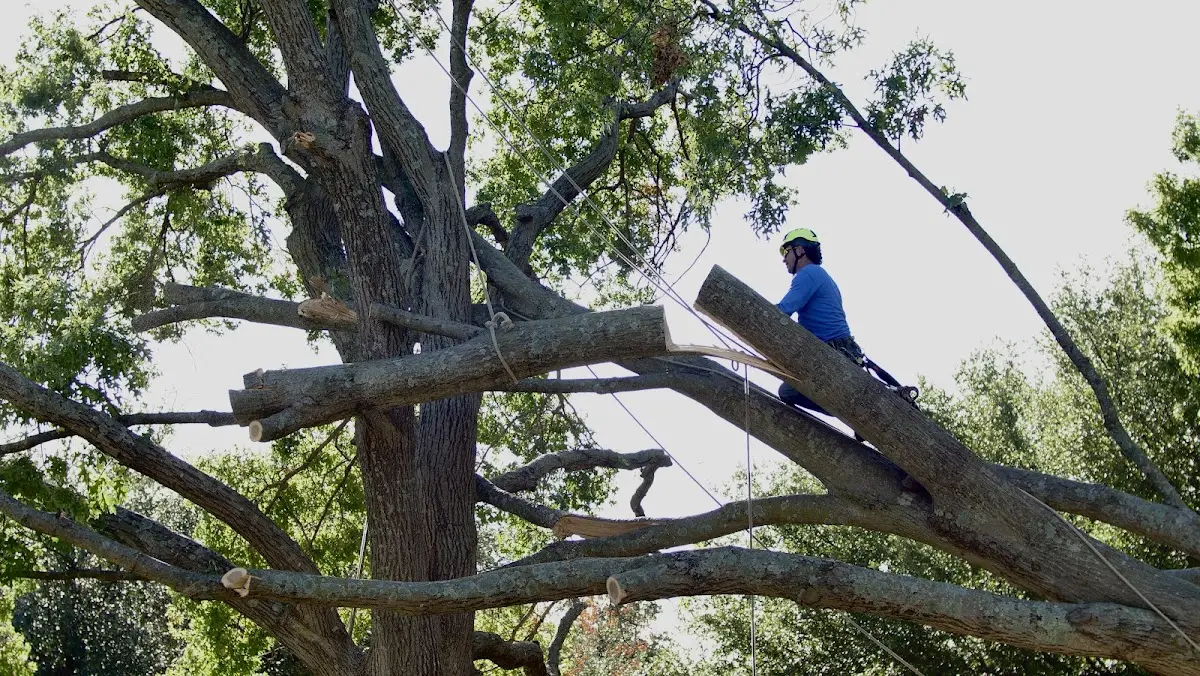 Professional Hazardous Tree Removal performed by certified arborists in Bloomville